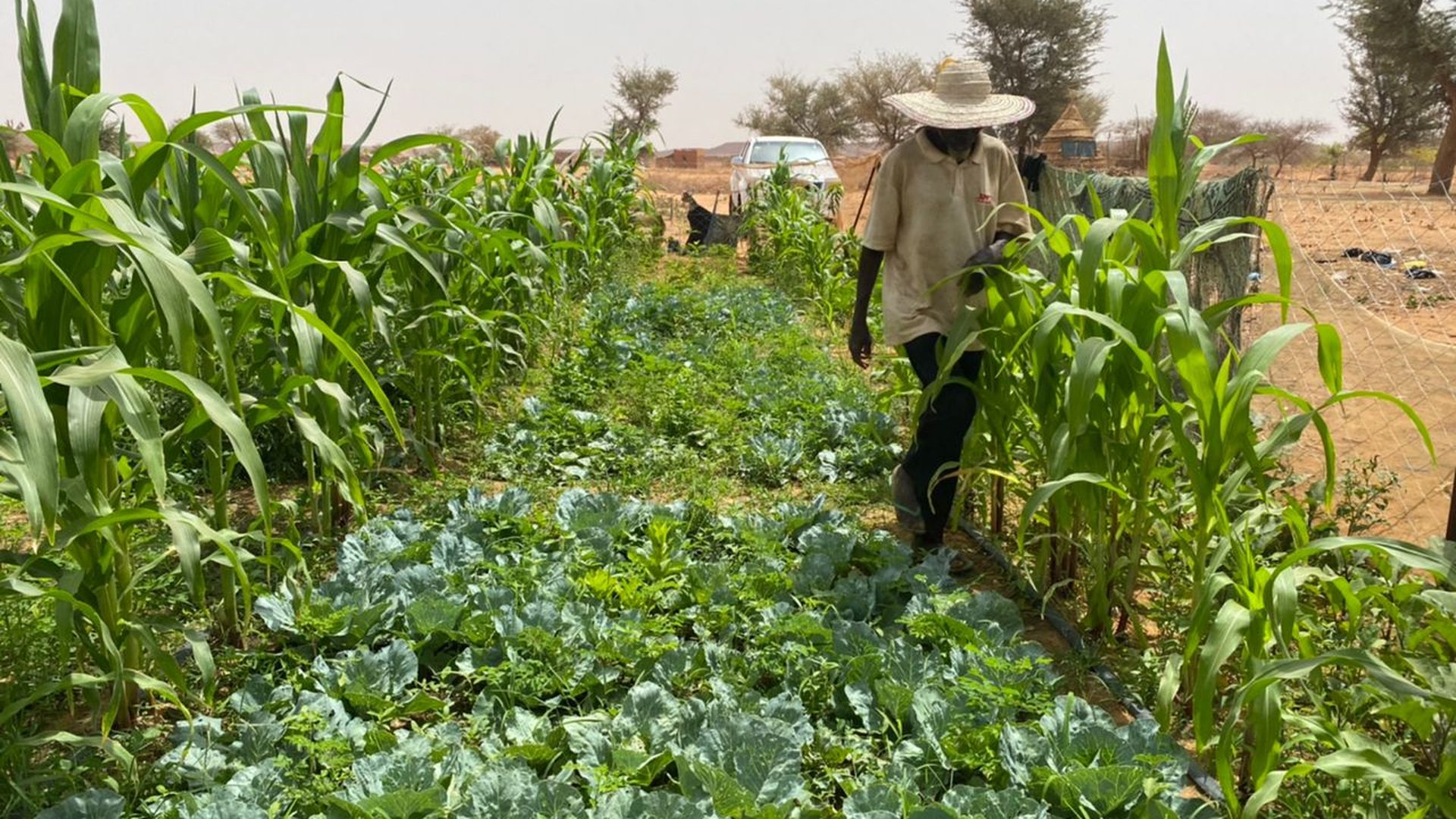 Potager communautaire SIQAYA GREEN avec cultures locales.
