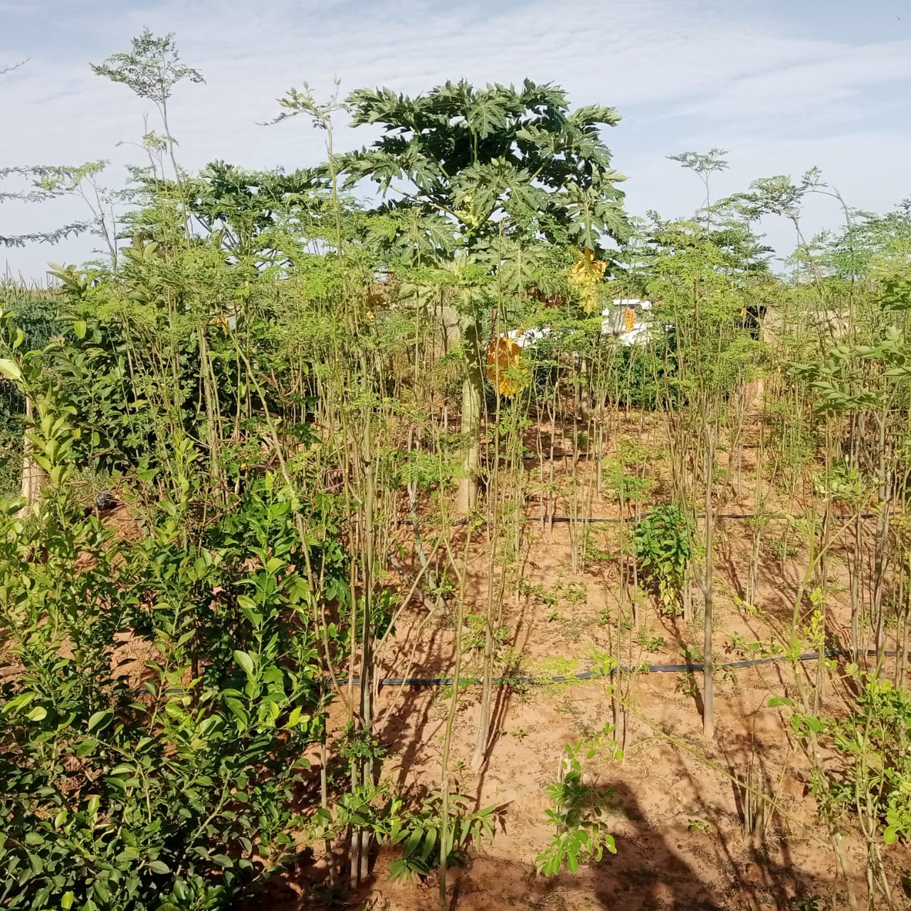 Jardin potager SIQAYA Green