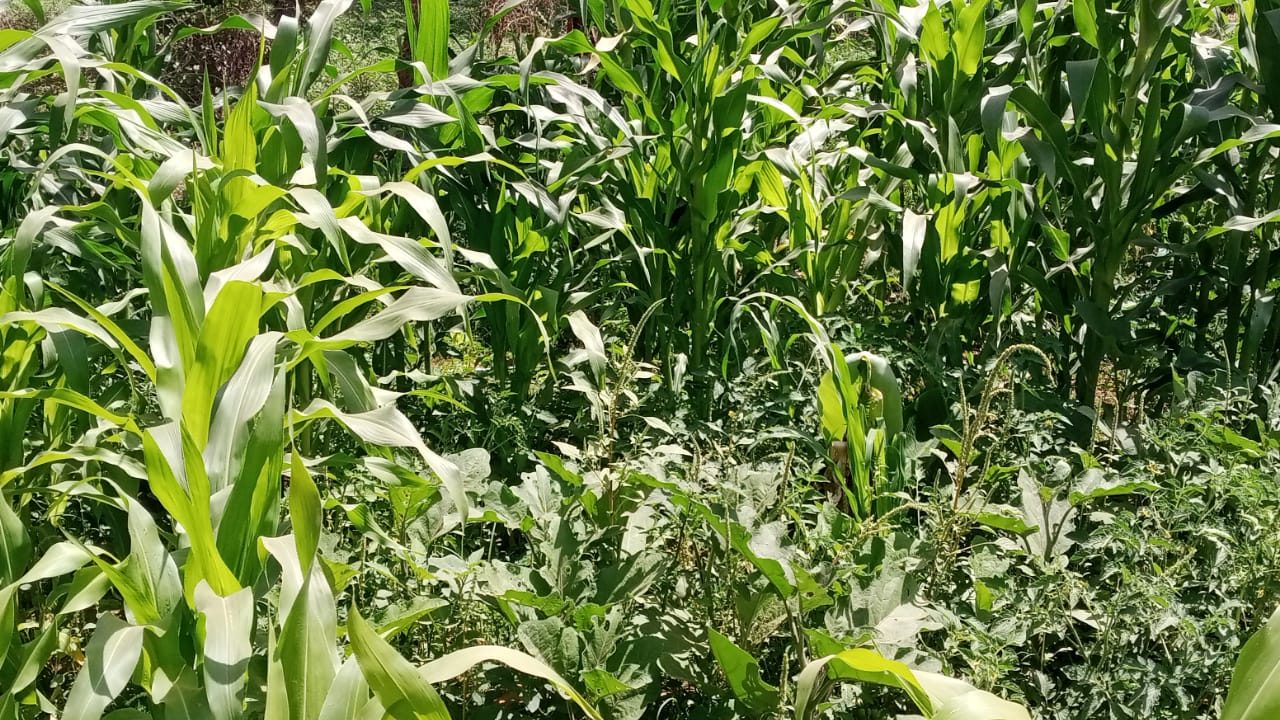Jardin mature dense — maïs et cultures SIQAYA