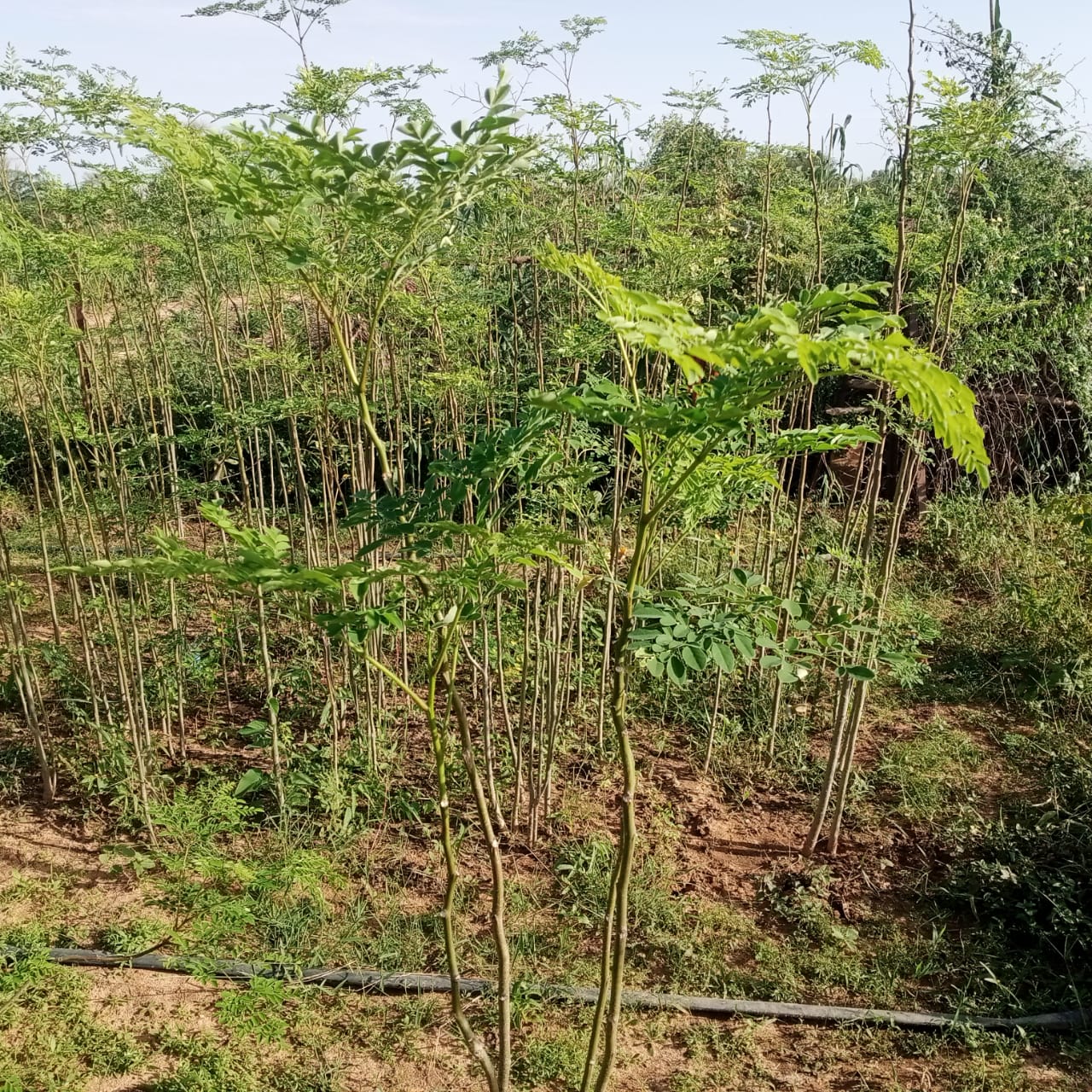 Jardin moringa — Green Project