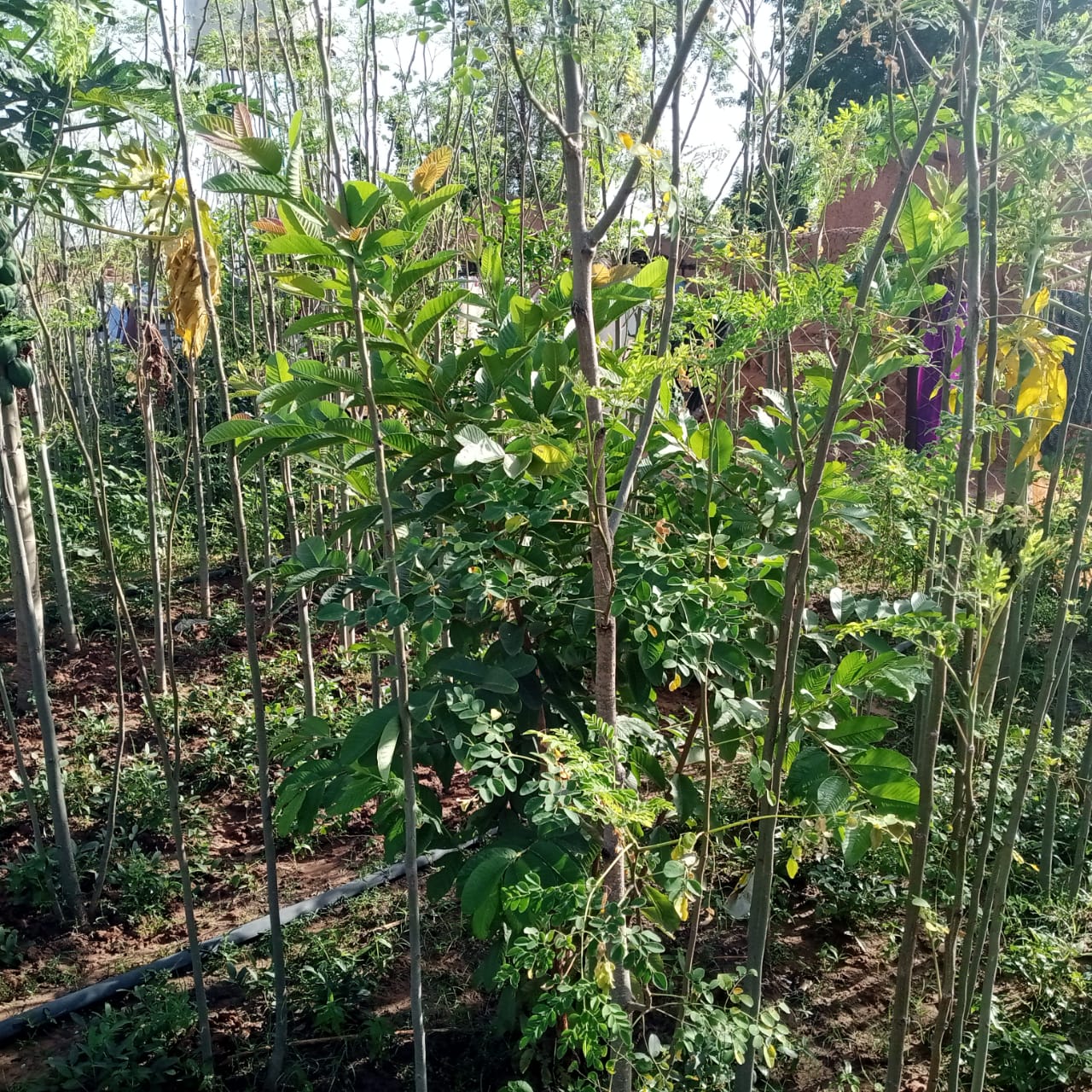 Jardin potager Green