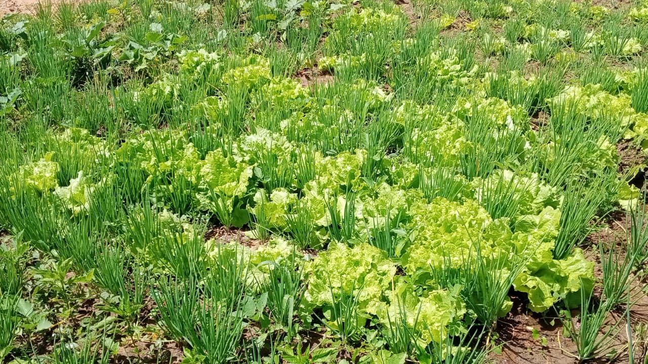 Rangées de laitues et oignons — SIQAYA Green