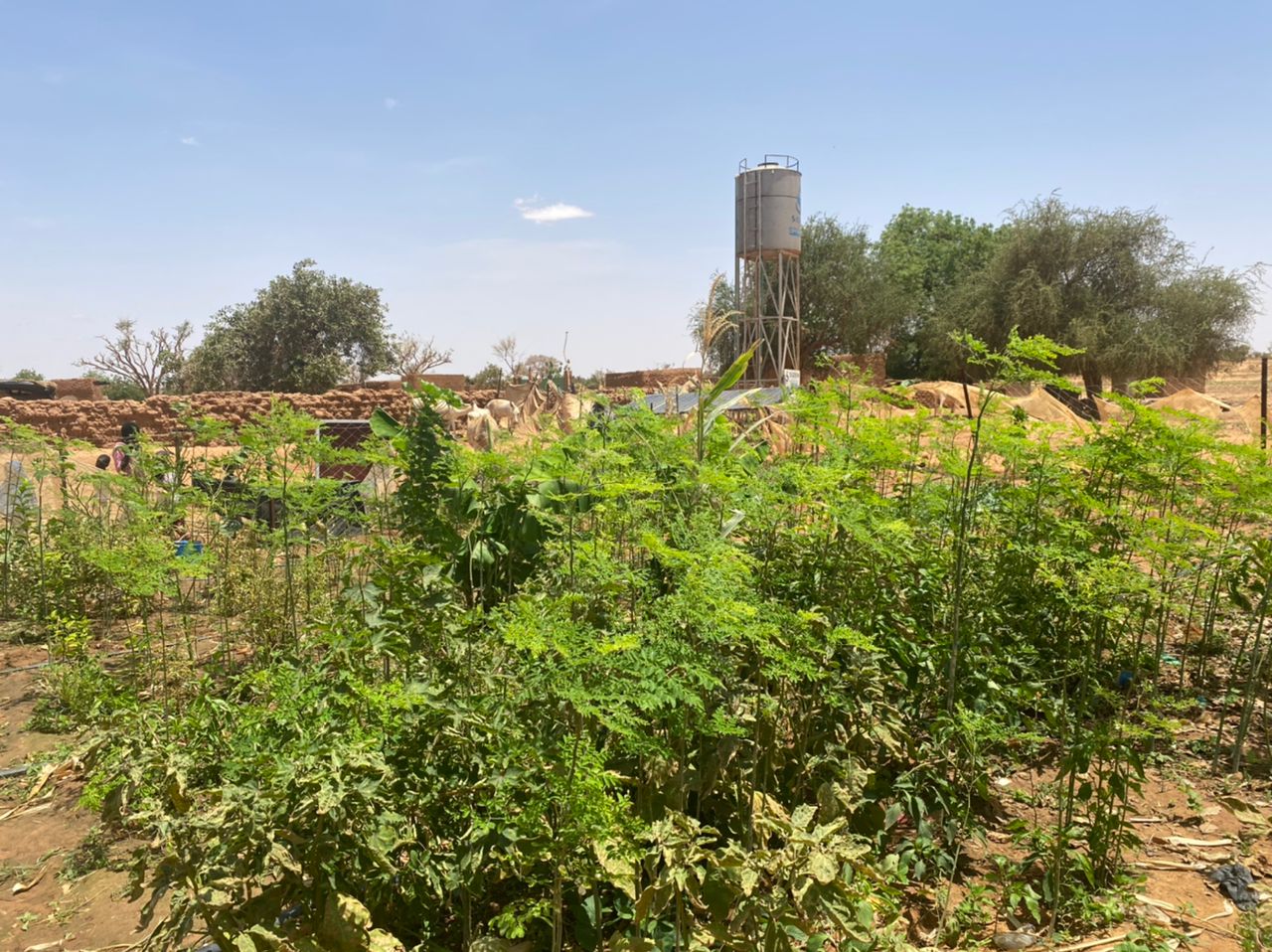 Jardin et château d’eau — Siqaya Villages