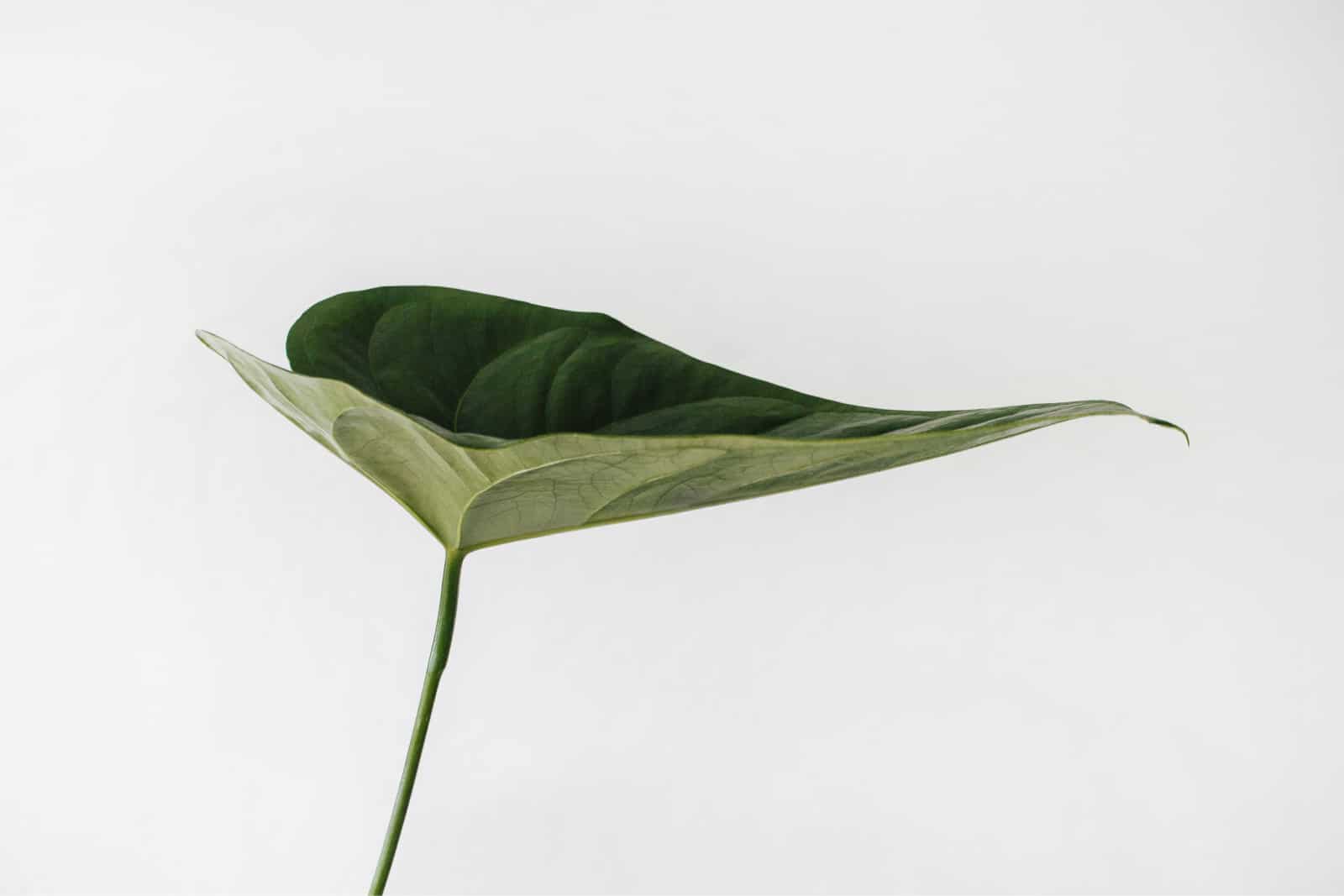 Placeholder 1